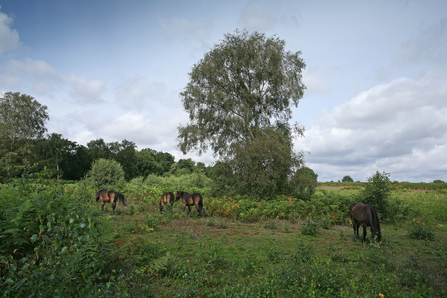 Exmoor ponies conservation grazing, Steve Aylward