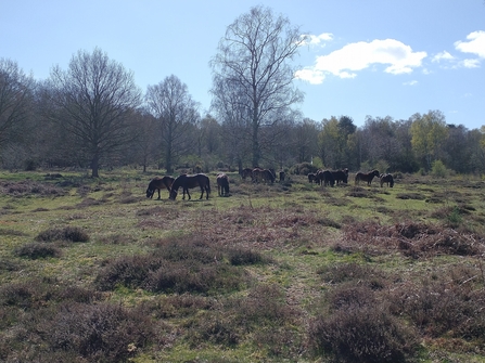 Ponies grazing at Knettishall Heath, Richard Young