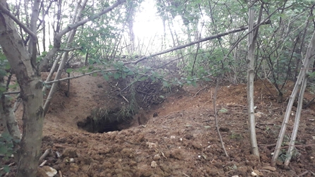 Badger sett at Bradfield Woods, Alex Lack