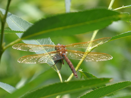 brown hawker