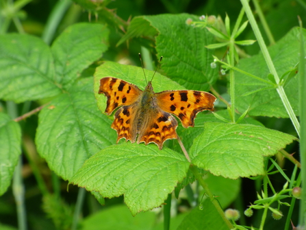 comma