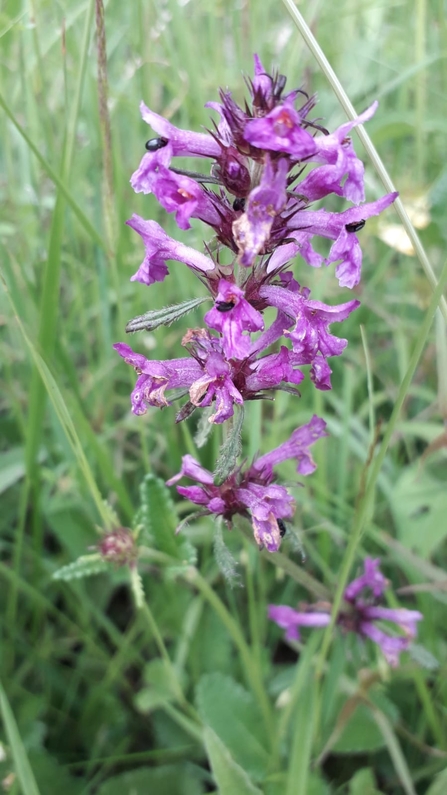 Common hedge nettle at Bradfield Woods – Alex Lack