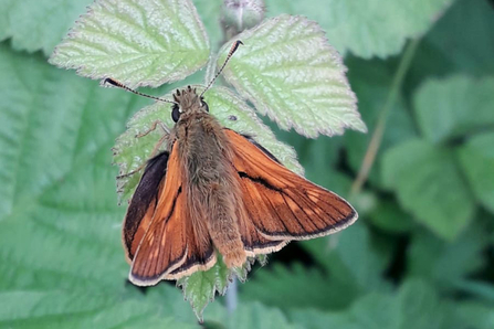 Male large skipper at Bradfield Woods – Alex Lack