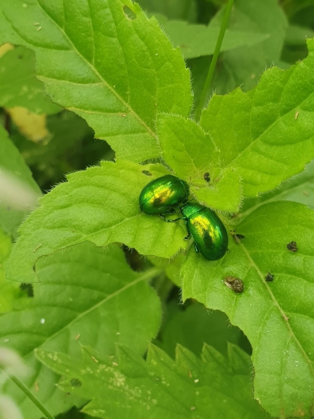 Mint leaf beetles, Joe Bell-Tye