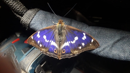 Purple emperor at Bull's Wood - Alex Lack