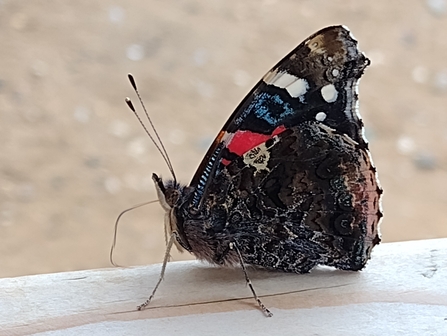 red admiral