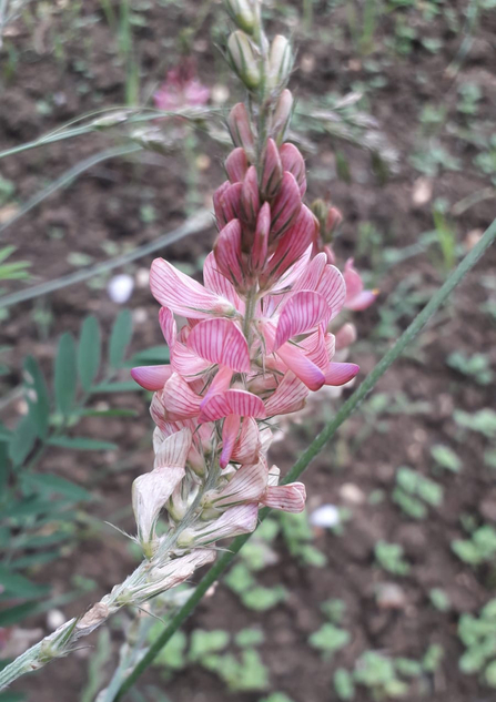 Sainfoin at Bradfield Woods - Alex Lack