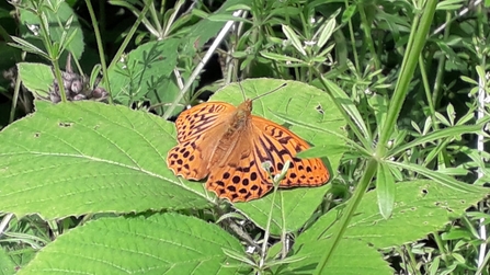 Silver washed fritillary at Bradfield Woods - Alex Lack