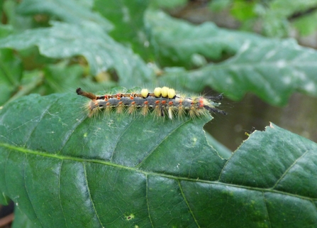 vapourer caterpillar