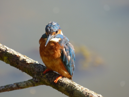 young kingfisher