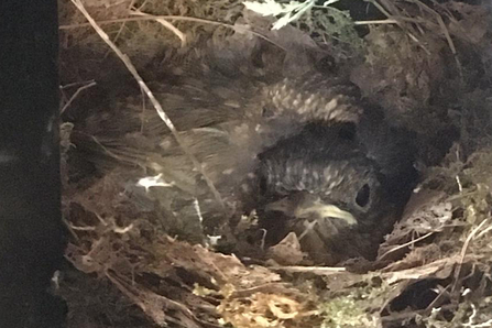 Robin nest in Lackford Lakes workshop - Will Cranstoun
