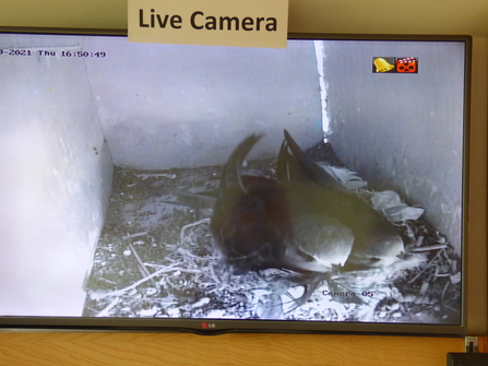 Young swifts late July Lackford