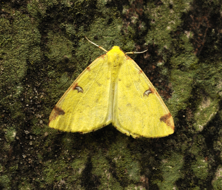 Brimstone moth