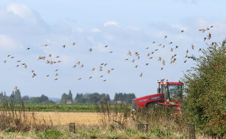 Vine House Farm field with red tractor and birds © Nicholas Watts, Vine House Farm Bird Foods