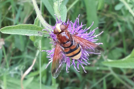 Hornet mimic hoverfly at Bradfield Woods – Alex Lack