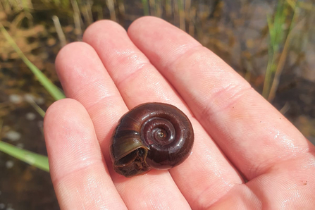 Ramshorn snail at Redgrave & Lopham Fen – Joe Bell-Tye