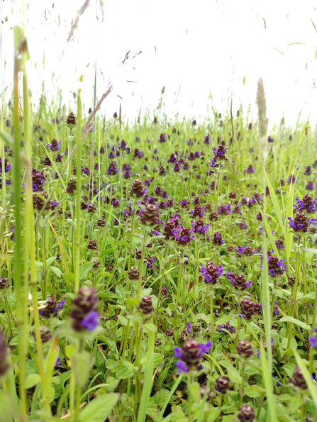 Selfheal at Knettishall Heath – David Stansfeld