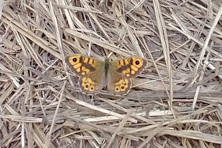 Wall Brown at Carlton Marshes – Andrew Hickinbotham 