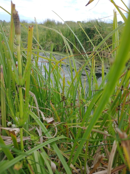 Wasp spider at Carlton Marshes – Ellen Shailes