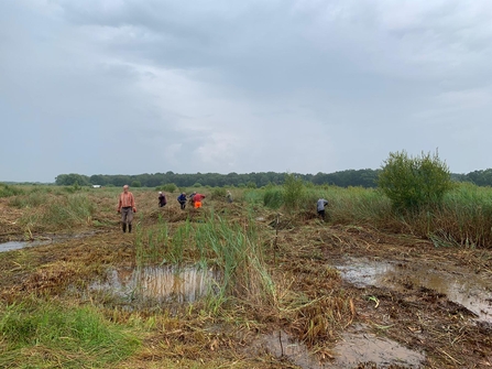 Sedge management at Redgrave & Lopham Fen – Richard Young