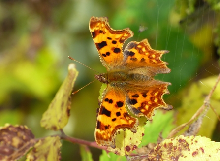 Autumn comma butterfly