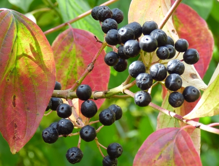 Autumn fruits