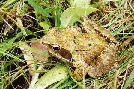 Common frog – Gabby King