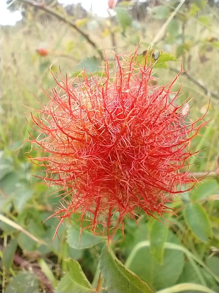 Robin’s pincushion gall at Lound Lakes – Andrew Hickinbotham