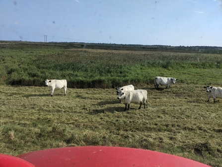 Topping Hen Reedbeds – Jamie Smith