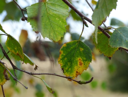 birch leaves changing colour