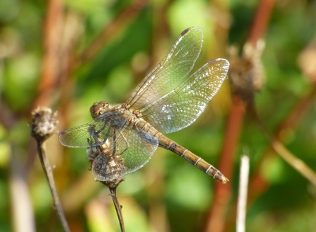 common darter