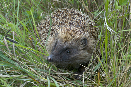 Hedgehog - John Bridges