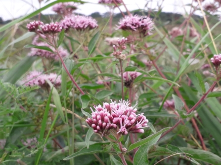 Hemp agrimony - Debs Crawford 