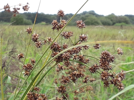 Saw sedge at Redgrave & Lopham Fen – Debs Crawford