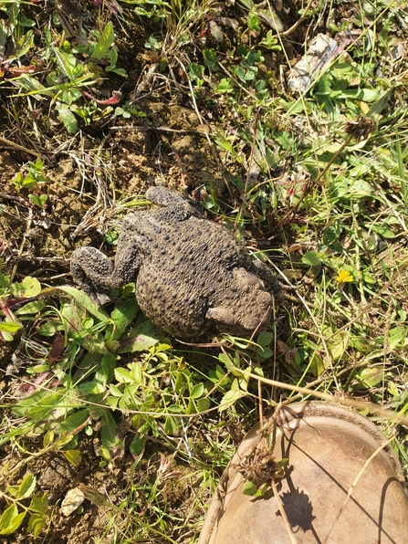 Toad - Joe Bell-Tye