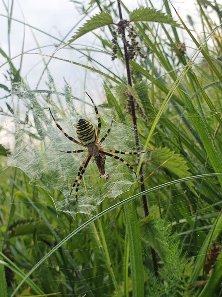 Wasp spider at Lackford Lakes, Joe Bell-Tye