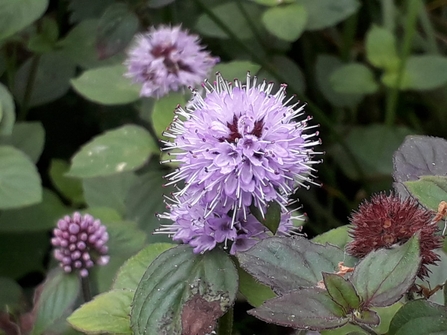 Water mint in flower at Redgrave and Lopham Fen - Debs Crawford