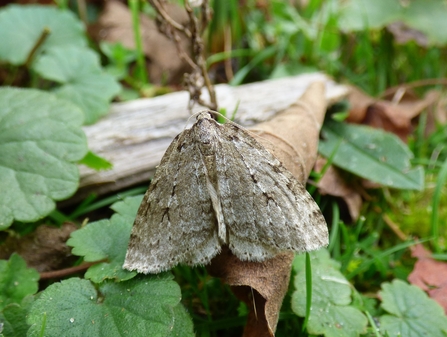 November moth