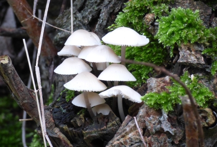 fungi at Lackford