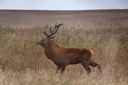 Red deer – Jamie Smith