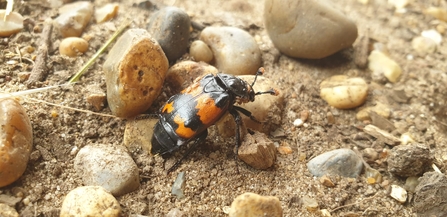 Sexton beetle – Dan Doughty 