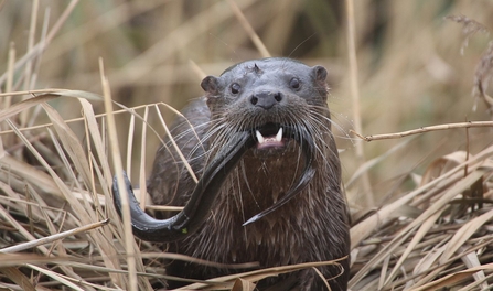 Otter and eel at Carlton Marshes - Andrew Easton