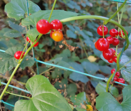 Black bryony at Knettishall Heath - David Stansfeld 