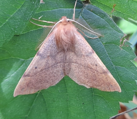 Feathered thorn at Bradfield Woods - Alex Lack