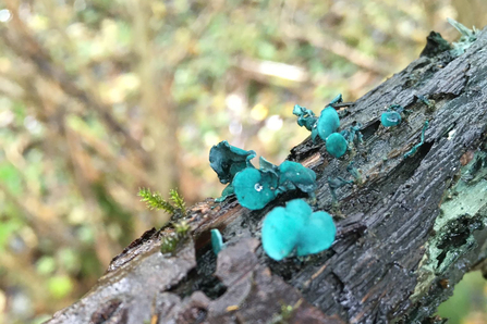 Green stain fungus at Bonny Wood - Will Cranstoun