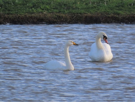 Whooper and mute swans taken by Trimley Marshes volunteer Phil Whittaker