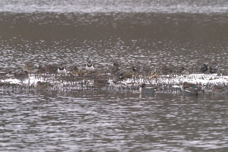 Lapwing and teal on the slough at Lackford Lakes