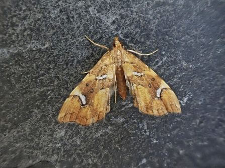 Musotima nitidalis at Carlton Marshes – Anthony Wren