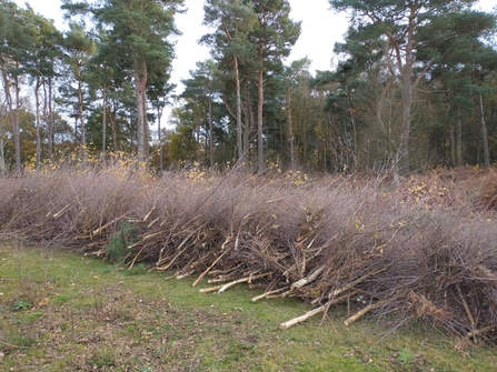 Brash piles at Knettishall Heath - David Stansfeld