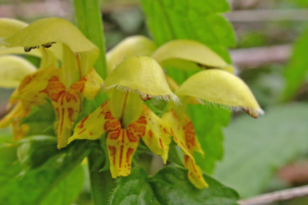 Yellow archangel - Philip Precey